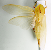 Physophorina livingstonii Westwood, 1874: male, dorsal view. (Otu).