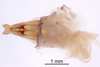 CollectionObject 1522930; c11ff712-6bae-4808-b1a2-f2c333c033f9: Male genitalia, dorsal view (holotype). (CollectionObject).