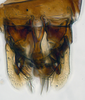 Subgenital plate, ventral view on Arawa Knight, 1975 n. sp. 30-83: (Observation).