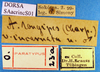 CollectionObject 1530817; 3b4b17be-4b1a-46e8-89e1-bc0f250ba805: labels (paratype). (CollectionObject).