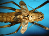 CollectionObject 1500392; 5dac48c4-6049-4ff4-9fbc-43d3a72e5cba, DORSA BTpolineS01: male head and pronotum, dorsal view (syntype). (CollectionObject).