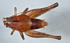 CollectionObject 2602128; CAS Entomology type 20374, 488c5340-4e66-46b9-a2d4-a32da56f209a: (CollectionObject).