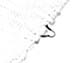 Hind wing.: Seventh marginal tubercle of A. gossypii. (Observation).
