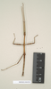 CollectionObject 1558355; NHMUK(SF IMPORT DUPLICATE) 844530, 3d56d04a-b0f9-4ef5-849f-9caed3e2a418: copyright Natural History Museum, London. male of synonym Diapheromera sayi (syntype). (CollectionObject).