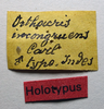 CollectionObject 1506167; efe8f2ba-d0eb-455d-8548-97e8c77fd3f2: male, labels (holotype). (CollectionObject).