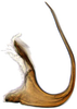 Aedeagus, lateral view: !! display not done !! on Dorycephalus Kouchakéwitch, 1866: Dorycephalus baeri, aedeagus, laterally (INHS). (Observation).