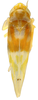 Habitus, dorsal view: Habitus (INHS collection). (Observation).