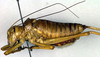 CollectionObject 1500223; 874cd196-93e1-480c-8361-96ea2277c1a4, DORSA BTephapuHTM: male, lateral view (holotype). (CollectionObject).