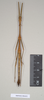CollectionObject 1562972; 1352e632-389c-4b3a-881f-3ea91749d186: copyright Natural History Museum, London. male (paratype). (CollectionObject).;CollectionObject 1562973; f491bf24-c43d-4575-8225-d562efcae64a: copyright Natural History Museum, London. male (paratype). (CollectionObject).