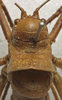 CollectionObject 1534976; fd2f53a9-d275-43dd-b680-4ee0d4295371: male pronotum, dorsal view (lectotype). (CollectionObject).