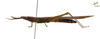 CollectionObject 1849147; 71fd5eda-83be-4fdb-b82f-539e1985c19b, Unioeste Cascavel K-0416: Female. Lateral view. (CollectionObject).