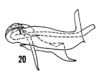 Aedeagus, lateral view: !! display not done !! on Haplaxius pictifrons (Stål, 1862): (Observation).