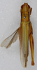 CollectionObject 1519622; 7f5d2cc4-52f5-4abd-ba79-fb0764df9767: female, dorsal view (syntype of Oxya oryzivora). (CollectionObject).