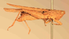 CollectionObject 1584234; c8549a0f-f976-4585-905c-9c01ed767e42: male, right lateral view (neoallotype). (CollectionObject).