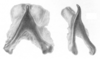 Ceuthophilus (Ceuthophilus) mississippi Hubbell, 1936: Fig. 40. male pseudosternite. (Otu).