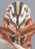 Head on Agrosoma akenalis Medler, 1960: Head. (Observation).