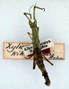CollectionObject 1562378; ANSP(SF IMPORT DUPLICATE) 5170, 70dbb78e-a3e8-45e0-8977-fd5e0de83dc8: copyright ANSP. female (holotype). (CollectionObject).