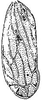 Forewing: !! display not done !! on Flexamia reflexa (Osborn & Ball, 1897): forewing. (Observation).