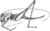 CollectionObject 1533164; 0fac9bdf-a52a-4abf-b626-1ccac41876c7: Fig. 17. male, lateral view. (CollectionObject).