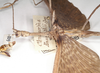 CollectionObject 1557427; 1c9cc276-d239-4e69-ad57-9b5ee0caeea5: copyright OUMNH. male of synonym Ctenomorpha haworthii: head and thorax, lateral view (holotype). (CollectionObject).