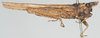 CollectionObject 1581302; 47bab69e-84f5-4aa8-9a85-86db198ded1a: male, lateral view (syntype). (CollectionObject).