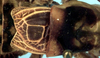 CollectionObject 1522437; 208beb93-2ae4-4c40-a9b5-fe6da528d059: male tegmina, dorsal view (holotype). (CollectionObject).