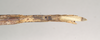 CollectionObject 1558126; NHMUK(SF IMPORT DUPLICATE) 844529, f17eebe6-fbee-4f8b-8d6d-e9faec8489db: copyright Natural History Museum, London. female: end of abdomen, ventral view (holotype). (CollectionObject).