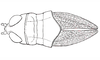 Baeacris talamancensis Rowell & Carbonell, 1977: FIg. 8. female, head, pronotum and tegmina, dorsal view. (Otu).
