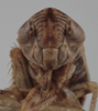 Head on Athysanella (Amphipyga) nigrofascia (DeLong & Davidson, 1934): Head. (Observation).