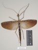 CollectionObject 1559814; 2a298c8a-596c-4db2-aba1-84063b998a7b: copyright Natural History Museum, London. female of Necroscia sarpedon (syntype). (CollectionObject).;CollectionObject 1559815; 3368a023-0585-4ab9-967a-1f3367d9a27c: copyright Natural History Museum, London. female of Necroscia sarpedon (syntype). (CollectionObject).