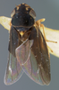 Habitus, dorsal view: !! display not done !! on Ciminius yana Young, 1977: Holotype. (Observation).