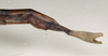 CollectionObject 1561780; 746985d0-97a1-4a4d-8906-2452253e2365: coptright St Petersburg. female: end of abdomen, lateral view (holotype). (CollectionObject).