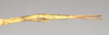 CollectionObject 1558546; NHMUK(SF IMPORT DUPLICATE) 845092, 84baf0d9-8a60-4458-be6f-95f9f040b758: copyright Natural History Museum, London. female: end of abdomen, lateral view (holotype). (CollectionObject).