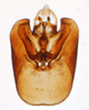 Pygofer, ventral view on Delphacodes darwini Muir, 1929: (Observation).