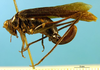 CollectionObject 1521371; 6011bee6-010b-4b67-b803-2ff57a0f890f: female, lateral view (lectotype). (CollectionObject).