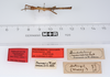CollectionObject 1561516; ab782b0f-a731-4158-b9ec-d432f83a0b22: copyright ZMUH, Hamburg. male (paralectotype). (CollectionObject).;CollectionObject 1561517; 3c52b572-e3ac-48e9-9237-241cf38b4a7a: copyright ZMUH, Hamburg. male (paralectotype). (CollectionObject).