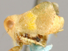 Habitus, lateral view on Salsocolila McKamey, 2003: Salsolicola cristata, lateral habitus (SANC). (Observation).
