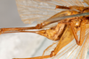 CollectionObject 1474980; e7c48550-8a08-4156-be09-8b3b23a7a429: female, ventral view (holotype). (CollectionObject).