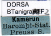 CollectionObject 1501728; 5047cecc-ff1d-4b6c-a18c-639d417ab5ed: labels. (CollectionObject).