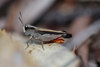 Cryptobothrus chrysophorus Rehn, 1907: male (New South Wales, Ku-ring-gai Chase National Park). (Otu).