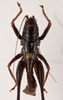 CollectionObject 1534472; e0ed2c48-dc6e-4c92-a328-01df0f68ad7b: male dorsal (holotype). (CollectionObject).