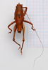 CollectionObject 2053614; CNMS 2246, 3762868a-a8ce-400b-ae75-90b6446e1a5a: male, dorsal view (paratype). (CollectionObject).