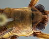 CollectionObject 1593125; 4db6b457-d4a8-40d3-849b-09df1b91c27c: male head and pronotum, dorsal view. (CollectionObject).