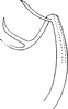 Aedeagus, lateral view on Edwardsiana ishidai (Matsumura, 1932): Aedeagus, lateral view (after Wagner). (Observation).