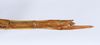 CollectionObject 1557024; 807ad312-522c-41ae-a2e9-14bcc76c50a7: copyright ANSP. female: end of abdomen, lateral view (syntype). (CollectionObject).;CollectionObject 1557025; 9744693e-f103-4e3f-a20e-3ee15e4bff06: copyright ANSP. female nymph of synonym Bostra jugalis: end of abdomen, lateral view (paratype). (CollectionObject).