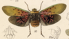 Habitus, dorsal view on Copidocephala guttata (White, 1846): (Observation).