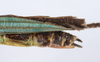 CollectionObject 1562154; 7d65faa0-ce26-449d-9f33-09a9a54ed17d: copyright ANSP. female: end of abdomen, lateral view (holotype). (CollectionObject).