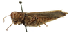 CollectionObject 1520138; d5fc3129-6d86-44d6-9c3a-56d07783388d: BMNH United Kingdom, London. female, left lateral view (holotype). (CollectionObject).