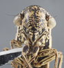 Head: !! display not done !! on Cuerna balli Oman & Beamer, 1944: Head/Face. (Observation).