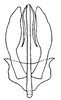 Aedeagus, posterior view: !! display not done !! on Curtara (Curtara) compacta DeLong, 1980: Male: aedeagus, posterior view. (Observation).
